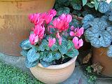 Cyclamen pink_pot 